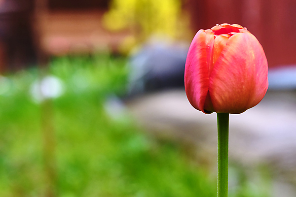 포토 JPG 해외이미지 식물 계절 꽃 줄기 잎 밭 가족 자연 하늘 날씨 잔디 사람없음 야외 초록색 파란색 햇빛 태양 뷰티 농장 노란색 환경 맑음 어둠 일몰 봄 들꽃 벚꽃 흰색 시골 클로버 땅 밀 허브 데이지 장면 캐모마일 수평선 해외포토 자연요소 컬러 농업 관계 곡류 노을 생태계 파일형식 이미지허브