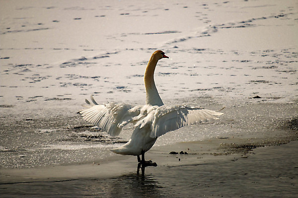 포토 JPG 해외이미지 동물 유럽 호수 야생동물 백그라운드 겨울 자연 조류 풍경 사람없음 야외 물 파란색 빛 강 태양 뷰티 반사 평화 얼음 수영 침묵 봄 추위 흰색 연못 우아함 깃털 부리 백조 목 물새 내추럴 벙어리 해외포토 자연요소 계절 나라 컬러 컨셉 신체부위 소리 수상스포츠 생태계 파일형식 이미지허브