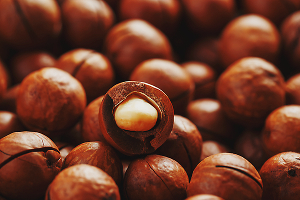 포토 JPG 해외이미지 단면 실내 사람없음 아웃포커스 갈색 껍질 가득함 많음 마카다미아 해외포토 컬러 컨셉 촬영기법 내부 견과류 파일형식 이미지허브