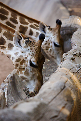 포토 JPG 해외이미지 동물 백인 손 여자 행복 얼굴 어린이 음식 컨셉 잎 포유류 가족 태국 자연 휴가 바나나 뿔 동물원 한명 동양인 야외 갈색 입 큼 먹이 혀 먹기 기린 사파리 귀 목 팔 해외포토 서양인 식물 1 감정 아시아 컬러 과일 관계 모션 사람 인종 신체부위 크기 생태계 파일형식 이미지허브