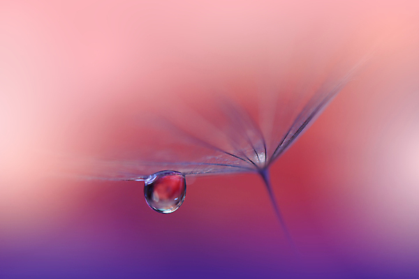 포토 JPG 해외이미지 식물 계절 꽃 실루엣 백그라운드 패턴 자연 벽지 추상 건조 사랑 미술 경사 사람없음 옆모습 물 빛 뷰티 놀람 거품 낭만 물방울 신선 투명 떨어짐 이슬 민들레 제비꽃 묘사 만족 유기농 내추럴 특별함 많음 해외포토 자연요소 웰빙 감정 뷰포인트 컨셉 무늬 문화예술 촬영기법 표정 생태계 파일형식 이미지허브