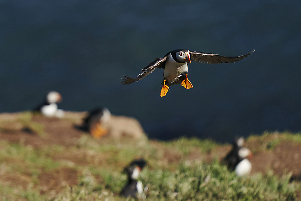 포토 JPG 해외이미지 동물 계절 야생동물 바다 섬 날개 오렌지 자연 조류 하늘 웨일즈 사람없음 야외 빨간색 파란색 컬러풀 노란색 검은색 흰색 오픈 땅 깃털 신호 부리 멸종 대서양 계산서 내추럴 동물상 왕국 착륙 펨브룩셔 해외포토 컬러 과일 영국 조형물 생태계 파일형식 이미지허브