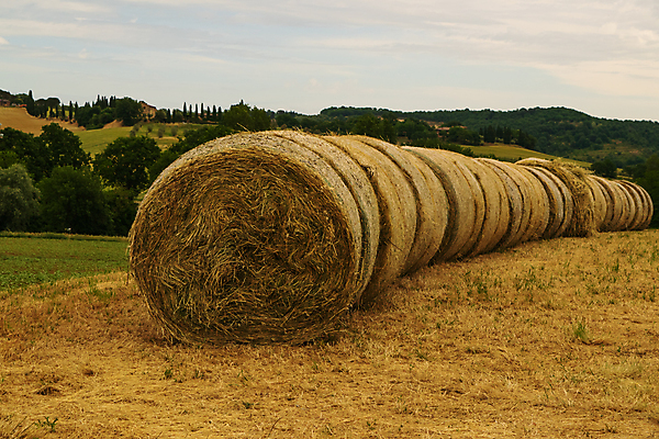 포토 JPG 해외이미지 나무 식물 유럽 밭 농업 자연 하늘 아침 주택 건조 사람없음 초록색 파란색 농작물 뷰티 농가 농장 농경지 환경 봄 이탈리아 수확 시골 황금 볏짚 낟알 땅 밀 언덕 롤 뭉치 밀짚 밭일 볏집 토스카나 호밀 목가 해외포토 주간 계절 나라 산업 컬러 곡류 건물 짚 생태계 파일형식 이미지허브