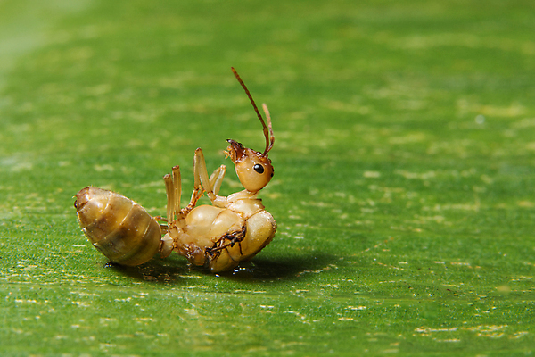 포토 JPG 해외이미지 식물 곤충 백그라운드 자연 사람없음 검은색 개미 해외포토 동물 컬러 생태계 파일형식 이미지허브
