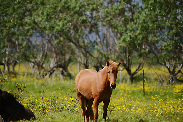 포토 JPG 해외이미지 동물 여행 밭 포유류 자연 바람 아이슬란드 풍경 초원 사람없음 야외 초록색 뷰티 농장 갈색 머리 흰색 빙하 갈기 조랑말 기르기 해외포토 자연요소 유럽 컬러 농업 날씨 신체부위 말_동물 생태계 돌봄 파일형식 이미지허브