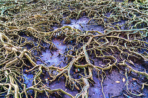 포토 JPG 해외이미지 나무 백그라운드 자연 벽지 사람없음 질감 뿌리 해외포토 식물 생태계 파일형식 이미지허브