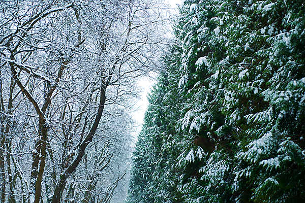 포토 JPG 해외이미지 나무 식물 계절 공원 조각 백그라운드 크리스마스 겨울 자연 아침 날씨 추상 새로움 사람없음 야외 목재 장식 초록색 파란색 정원 얼음 추위 흰색 나뭇가지 축하 신선 소나무 숲 서리 엽서 솔방울 침엽수 전나무 원뿔 내추럴 가문비나무 해외포토 주간 자연요소 도형 공공시설 기념일 컬러 컨셉 무늬 재료 편지 생태계 파일형식 이미지허브