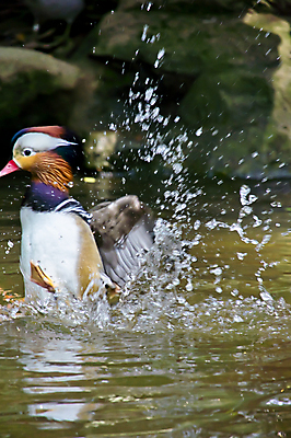 포토 JPG 해외이미지 동물 남자 아시아 호수 야생동물 날개 자연 조류 오리 동물원 동양인 사람없음 야외 빨간색 초록색 물 파란색 강 컬러풀 갈색 검은색 수영 흰색 깃털 꼬리 부리 동물상 이국적 해외포토 자연요소 나라 컬러 사람 인종 조형물 수상스포츠 생태계 파일형식 이미지허브