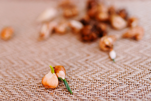 포토 JPG 해외이미지 손 꽃 문화 장갑 컨셉 꽃무늬 농업 전구 씨앗 취미 사람없음 장식 상자 갈색 새싹 봄 튤립 성장 흰색 업무 그룹 냄비 컨테이너 네덜란드 시작 준비 에코 유기농 원예 뿌리 고무 암스테르담 땅바닥 라텍스 생태학 심기 얇은 원예사 해외포토 식물 직업 웰빙 잡화 계절 교육 유럽 산업 컬러 무늬 모션 바닥 신체부위 환경 작업 솥 파일형식 이미지허브