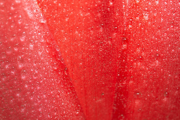 포토 JPG 해외이미지 식물 꽃잎 꽃 분홍색 백그라운드 자연 사람없음 물 뷰티 봄 벚꽃 물방울 신선 닫기 떨어짐 이슬 거베라 해외포토 자연요소 계절 컬러 컨셉 모션 생태계 파일형식 이미지허브