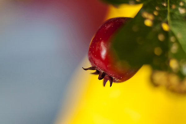 포토 JPG 해외이미지 식물 디자인 계절 열매 백그라운드 잎 벽지 사람없음 내부 장식 유행 정원 덮개 신선 고급 질감 복고 엘리먼트 해외포토 컨셉 뚜껑 파일형식 이미지허브