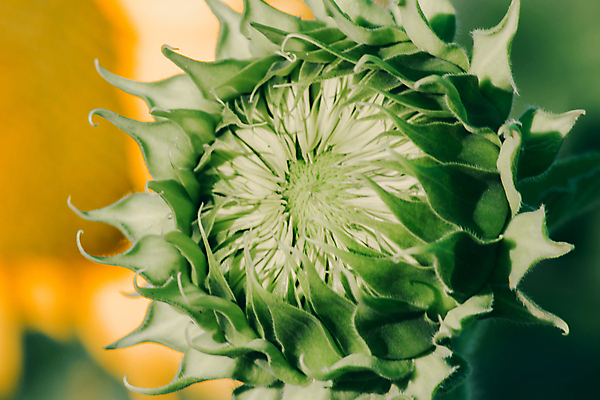 포토 JPG 해외이미지 주간 해바라기 근접촬영 사람없음 야외 아웃포커스 초록색 여름 해외포토 자연요소 계절 꽃 뷰포인트 컬러 촬영기법 파일형식 이미지허브