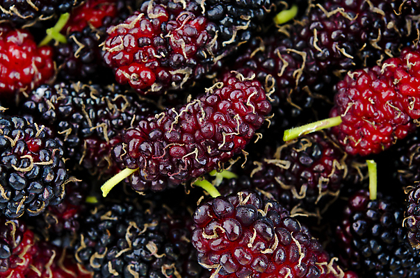 포토 JPG 해외이미지 열매 음식 분홍색 백그라운드 패턴 농업 과일 자연 프레임 사람없음 빨간색 농작물 쌓기 상점 보라색 검은색 활발 흰색 신선 그룹 닫기 달콤 수집 제비꽃 가득함 묘사 유기농 질감 날것 비타민 흙더미 제비 내추럴 숙성 채식주의자 맛있는 해외포토 식물 웰빙 꽃 산업 컬러 컨셉 무늬 모션 조류 흙 맛 생태계 채식 영양소 파일형식 더미 이미지허브