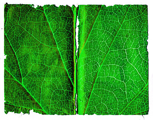 포토 JPG 해외이미지 나무 종이 선 과학 백그라운드 잎 패턴 텍스트 자연 추상 프레임 사람없음 책 물 갈색 노란색 쪽지 공백 손상 수확 골동품 점 얼룩 거친 균열 강의 질감 복고 페이지 찢어짐 시트 구김 구식 그런지 보관소 보유 세피아 양피지 옛날 원고 조작 노화 해외포토 자연요소 식물 컬러 컨셉 무늬 농업 모션 촬영기법 저장 생태계 파일형식 이미지허브