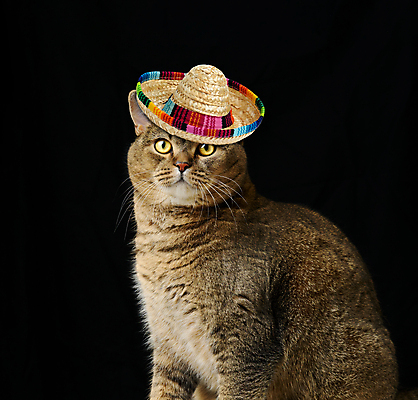 포토 JPG 해외이미지 한마리 응시 검은배경 실내 사람없음 귀여움 고양이 멕시코모자 해외포토 모자_잡화 1 시선 백그라운드 컨셉 포유류 내부 반려동물 검은색 파일형식 이미지허브