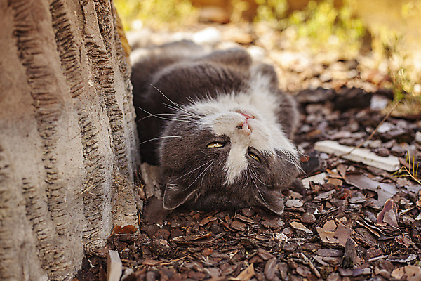 포토 JPG 해외이미지 주간 나무 한마리 사람없음 야외 아웃포커스 눕기 햇빛 귀여움 고양이 잠 길고양이 해외포토 자연요소 식물 1 컨셉 포유류 모션 촬영기법 반려동물 태양 파일형식 이미지허브