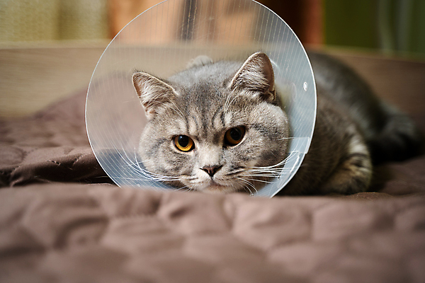 포토 JPG 해외이미지 한마리 응시 엎드리기 실내 사람없음 아웃포커스 치료 귀여움 고양이 깔대기 해외포토 1 시선 컨셉 포유류 의학 모션 촬영기법 내부 반려동물 파일형식 이미지허브