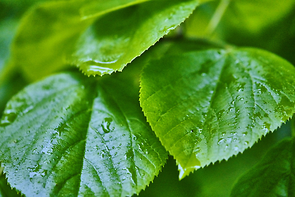 포토 JPG 해외이미지 나무 식물 디자인 계절 공원 백그라운드 잎 자연 조류 아침 건강 사람없음 야외 초록색 물 빛 컬러풀 뷰티 갈색 우주 환경 정원 자전거 봄 젖음 안개 성장 나뭇가지 신선 액체 떨어짐 숲 신비 순수 묘사 유기농 원예 내추럴 해외포토 주간 자연요소 동물 웰빙 공공시설 컬러 컨셉 날씨 취미 바이크 생태계 파일형식 이미지허브