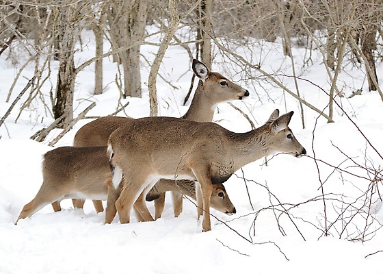 포토 JPG 해외이미지 주간 야생동물 겨울 사슴 세마리 사람없음 야외 설원 나뭇가지 숲 해외포토 자연요소 나무 동물 계절 포유류 눈_날씨 3 파일형식 이미지허브