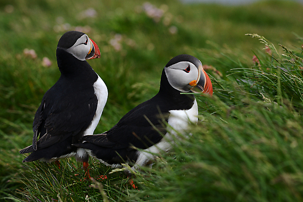 포토 JPG 해외이미지 주간 두마리 조류 사람없음 야외 아웃포커스 소프트포커스 퍼핀 해외포토 자연요소 동물 2 촬영기법 파일형식 이미지허브