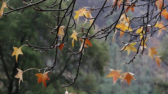 포토 JPG 해외이미지 주간 단풍 사람없음 야외 아웃포커스 젖음 나뭇가지 빗방울 해외포토 자연요소 나무 잎 촬영기법 비_날씨 파일형식 이미지허브