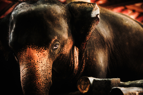 포토 JPG 해외이미지 동물 1 응시 여자 아시아 얼굴 야생동물 여행 포유류 태국 자연 코끼리 동물원 동양인 사람없음 갈색 머리 검은색 힘 주름 닫기 큼 인도인 피부 묘사 질감 귀 멸종 옛날 힘찬 해외포토 외국인 시선 나라 컬러 컨셉 모션 사람 인종 신체부위 크기 생태계 파일형식 이미지허브