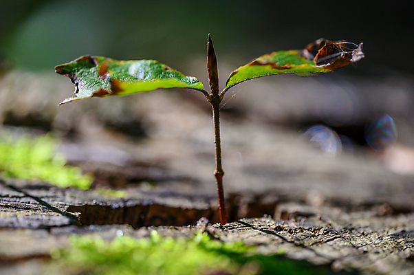 포토 JPG 해외이미지 나무 식물 꽃 지구 야생동물 백그라운드 잎 농업 자연 새로움 사람없음 야외 목재 가로 초록색 새싹 환경 정원 어둠 흙 봄 성장 벚꽃 나뭇가지 신선 숲 작음 내추럴 모종 생태학 해외포토 동물 계절 교육 산업 컬러 컨셉 재료 크기 생태계 파일형식 이미지허브
