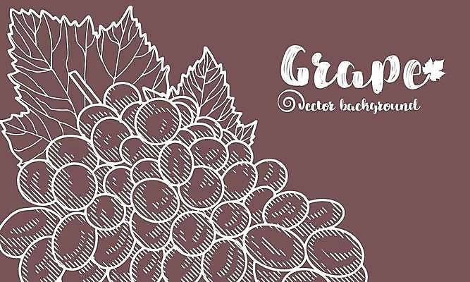 EPS 해외이미지 템플릿 배너 일러스트 포도 프레임 라벨 와인 시험 수확 맛 스케치 레드와인 화이트와인 다발 수집 메뉴 그림 복고 포도밭 포도나무 판화 우표 짐싸기 그런지 메를로 목판화 숙성 양조 엘리먼트 옛날 해외일러스트 교육 컨셉 밭 농업 과일 주류 미술 과일나무 파일형식 벡터 이미지허브