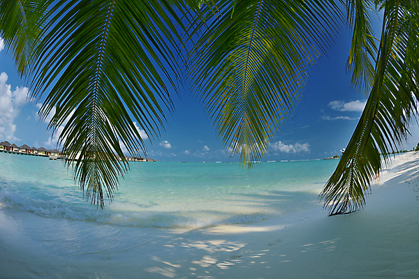 포토 JPG 해외이미지 주간 하늘 해변 사람없음 야외 야자수잎 해외포토 자연요소 바다 잎 파일형식 이미지허브