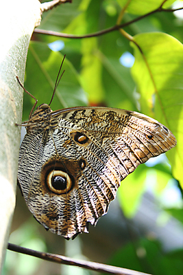 포토 JPG 해외이미지 나무 동물 야생동물 나비 곤충 패턴 날개 자연 날리기 따뜻함 저울 사람없음 초록색 빛 환경 촉촉함 투명 닫기 숲 작음 만족 생태계 탐색 지퍼 나방 이국적 취급주의 해외포토 식물 감정 컬러 무늬 모션 경고 젖음 크기 파일형식 이미지허브