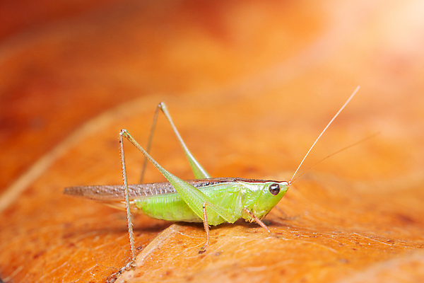포토 JPG 해외이미지 식물 동물 야생동물 곤충 잎 사람없음 빨간색 초록색 해외포토 컬러 파일형식 이미지허브
