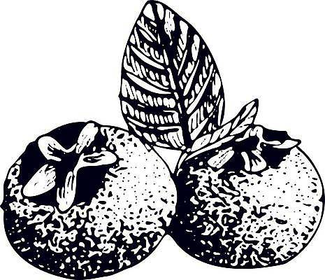 EPS 해외이미지 식물 음식 백그라운드 잎 농업 다이어트 과일 일러스트 자연 잉크 건강 그래픽 파란색 정원 수확 신선 달콤 숲 스케치 먹기 허브 메뉴 그림 유기농 블루베리 내추럴 고립 숙성 채식주의자 비건 해외일러스트 웰빙 산업 컬러 모션 미술 맛 생태계 채식 파일형식 벡터 이미지허브