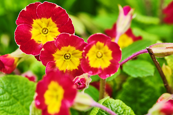 포토 JPG 해외이미지 식물 계절 공원 꽃잎 꽃 분홍색 꽃다발 백그라운드 잎 꽃무늬 자연 선물 사람없음 야외 장식 초록색 여름 컬러풀 뷰티 노란색 정원 보라색 봄 들꽃 성장 벚꽃 흰색 신선 개화 닫기 제비꽃 원예 내추럴 영원 프리뮬러 해외포토 공공시설 컬러 무늬 모션 취미 생태계 파일형식 이미지허브