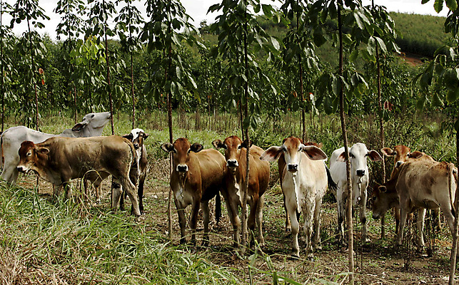 포토 JPG 해외이미지 동물 직업 전통 여행 밭 농업 자연 노동자 사람 사람없음 농장 목장 시골 소 승마 카우보이 습지 군중 승차 저녁 방목 종업원 황소 먼지 카우보이모자 송아지 밭일 서쪽 해외포토 모자_잡화 산업 새끼 스포츠 포유류 모션 축산업 야간 방향 생태계 파일형식 이미지허브