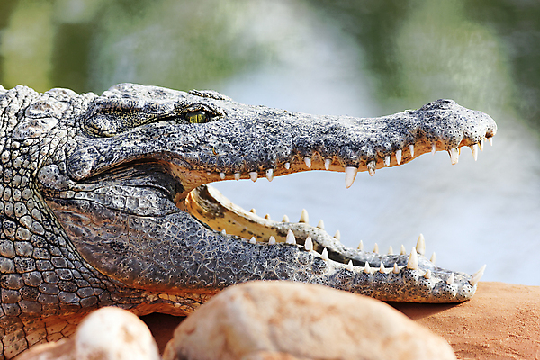포토 JPG 해외이미지 동물 1 접시 호수 야생동물 파충류 자연 동물원 파노라마 저울 사람없음 물 머리 오픈 입 황무지 치아 위험 큼 묘사 육식동물 악어 사냥꾼 주둥이 힘찬 해외포토 자연요소 직업 식기 컨셉 촬영기법 신체부위 소화기관 크기 생태계 파일형식 이미지허브