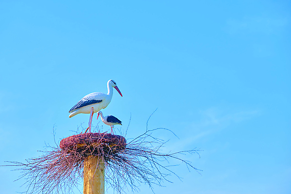 포토 JPG 해외이미지 나무 식물 동물 디자인 커플 공원 꽃 문화 조각 백그라운드 2 건축양식 가족 자연 벽지 조류 하늘 동물원 사랑 미술 풍경 사람없음 야외 장식 초록색 여름 조각상 숫자 정원 도시 플라스틱 왜가리 심볼 기중기 러시아 자작나무 천연기념물 내추럴 인공 황새 해외포토 문자 계절 공공시설 건축 감정 유럽 컬러 관계 재질 문화예술 조형물 중장비 생태계 파일형식 이미지허브