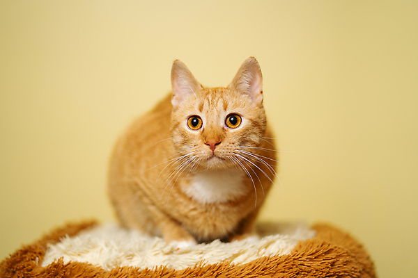 포토 JPG 해외이미지 한마리 응시 실내 방석 사람없음 아웃포커스 귀여움 고양이 노란배경 해외포토 1 시선 백그라운드 컨셉 포유류 촬영기법 내부 반려동물 노란색 파일형식 이미지허브