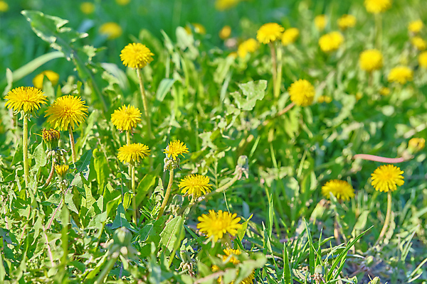포토 JPG 해외이미지 주간 자연 사람없음 야외 아웃포커스 봄 민들레 해외포토 자연요소 계절 꽃 촬영기법 생태계 파일형식 이미지허브