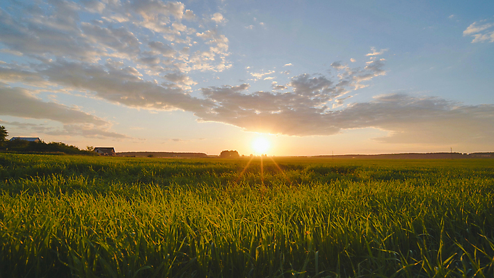 포토 JPG 해외이미지 식물 구름 계절 음식 백그라운드 잎 밭 농업 자연 하늘 새로움 씨앗 사람 풍경 사람없음 야외 초록색 여름 파란색 햇빛 농장 농경지 노란색 새싹 일몰 봄 수확 성장 시골 황금 농부 저녁 낟알 땅 시리얼 밀 유기농 내추럴 모종 줄서기 호밀 수평선 해외포토 자연요소 직업 웰빙 산업 컬러 컨셉 모션 곡류 태양 노을 야간 생태계 파일형식 이미지허브