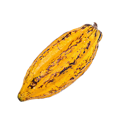 포토 JPG 해외이미지 나무 식물 음식 백그라운드 과일 재료 자연 콩 사람없음 농작물 갈색 노란색 초콜릿 흰색 신선 오브젝트 유기농 날것 코코아 내추럴 고립 꼬투리 숙성 이국적 카카오 해외포토 웰빙 음료 컬러 농업 디저트 곡류 생태계 파일형식 이미지허브