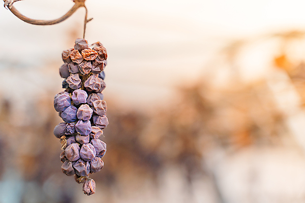 포토 JPG 해외이미지 열매 잎 자연 포도 건조 종류 사람없음 수확 질병 원예 포도밭 가뭄 시들음 돌봄 썩음 양조 온실 해외포토 식물 밭 농업 과일 의학 모션 날씨 취미 생태계 파일형식 이미지허브