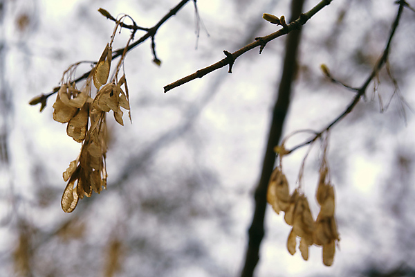 포토 JPG 해외이미지 나무 식물 동물 응시 실루엣 백그라운드 잎 다이어트 포옹 자연 하늘 휴식 털 사람없음 야외 목재 초록색 컬러풀 평화 카메라 환경 회색 나뭇가지 잠 변화 호주 보호 숲 모피 서식지 내추럴 동물상 멜버른 유칼립투스 초식 해외포토 시선 컬러 컨셉 재료 안기 촬영기법 건강 전자제품 조형물 오세아니아 생태계 파일형식 이미지허브