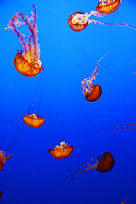 포토 JPG 해외이미지 동물 야생동물 바다 오렌지 자연 생물 어류 사람없음 물 파란색 뷰티 수중 수영 독약 투명 위험 젤리 촉수 해파리 찌르기 광 깊이 이국적 해외포토 자연요소 컬러 컨셉 과일 모션 디저트 수중동물 수상스포츠 자포동물 생태계 파일형식 이미지허브