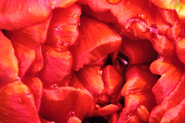 포토 JPG 해외이미지 식물 디자인 꽃잎 꽃 줄기 분홍색 꽃다발 백그라운드 잎 꽃무늬 밭 자연 휴가 선물 사랑 사람없음 빨간색 초록색 세트 컬러풀 태양 뷰티 정원 보라색 봄 활발 낭만 튤립 성장 벚꽃 흰색 신선 개화 닫기 5월 다발 내추럴 고립 해외포토 자연요소 계절 감정 컬러 컨셉 무늬 농업 모션 날짜 생태계 파일형식 이미지허브