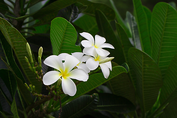 포토 JPG 해외이미지 나무 식물 꽃잎 꽃 백그라운드 잎 꽃무늬 자연 휴식 사람없음 장식 초록색 여름 뷰티 노란색 정원 스파 낭만 벚꽃 흰색 개화 향기 내추럴 해외포토 계절 컬러 컨셉 무늬 생태계 냄새 파일형식 이미지허브