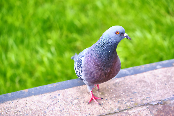 포토 JPG 해외이미지 동물 한마리 1 공원 야생동물 백그라운드 날개 자연 조류 거리 사람없음 야외 가로 물 햇빛 뷰티 평화 회색 자유 흰색 도시 기다림 닫기 작음 심볼 깃털 싱글 비둘기 부리 시티라이프 내추럴 고립 해외포토 자연요소 라이프스타일 공공시설 컬러 컨셉 모션 태양 크기 생태계 파일형식 이미지허브