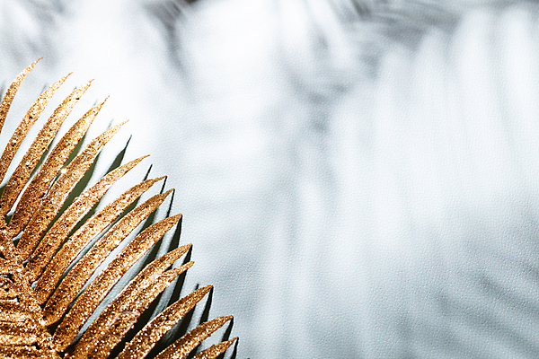 포토 JPG 해외이미지 나무 식물 디자인 실루엣 벽 백그라운드 잎 패턴 추상 숙이기 손바닥 그림자 사람없음 반사 어둠 봄 낭만 황금 소프트포커스 블러 양치류 해외포토 손 계절 포즈 컨셉 무늬 촬영기법 파일형식 이미지허브