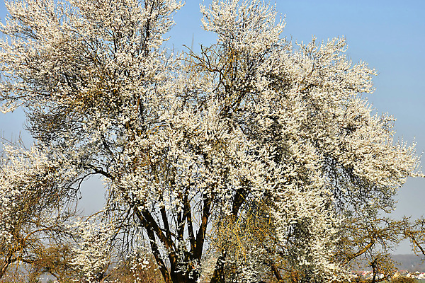 포토 JPG 해외이미지 나무 식물 자연 하늘 사람없음 파란색 봄 벚꽃 흰색 관목 해외포토 계절 꽃 컬러 생태계 파일형식 이미지허브