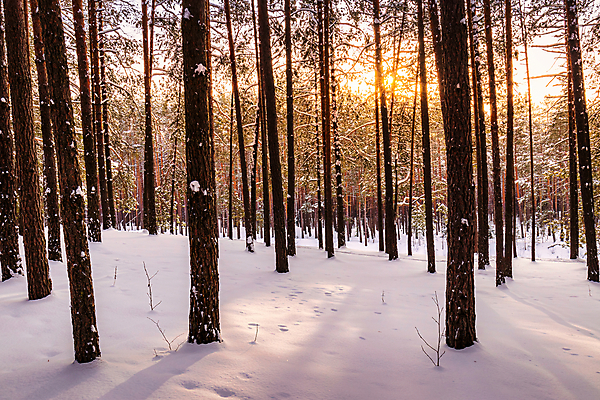 포토 JPG 해외이미지 나무 유럽 겨울 자연 아침 그림자 풍경 사람없음 야외 목재 초록색 빛 햇빛 태양 일출 환경 냉동 일몰 새벽 안개 광선 시골 소나무 저녁 숲 서리 장면 상록수 삼림지대 해외포토 주간 자연요소 식물 계절 나라 컬러 재료 날씨 노을 야간 생태계 파일형식 이미지허브