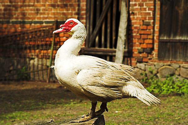 포토 JPG 해외이미지 동물 농업 조류 오리 서기 사람없음 가로 농장 가축 흰색 밭일 해외포토 산업 컬러 모션 파일형식 이미지허브